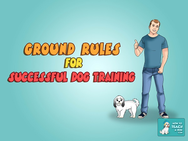 Ground Rules for Successful Dog Training