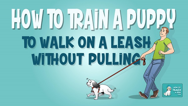 How to Train a Puppy to Walk on a Leash Without Pulling