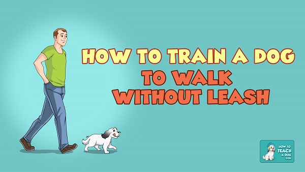 How to Train a Dog to Walk Without Leash