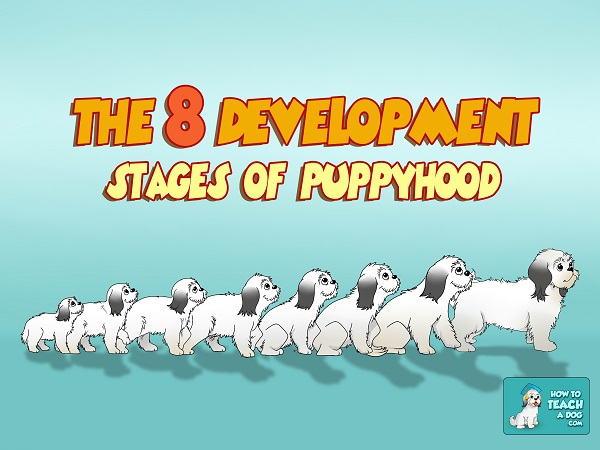 The 8 Development Stages of Puppyhood