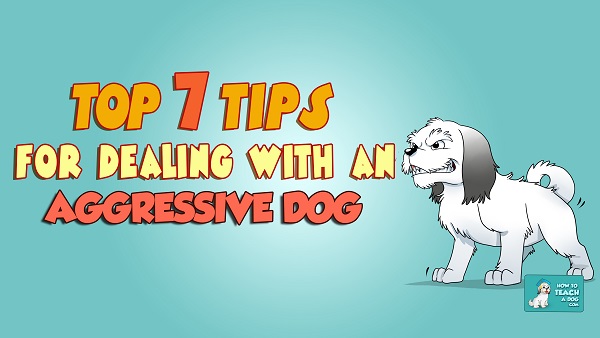 Top 7 Tips for Dealing With an Aggressive Dog
