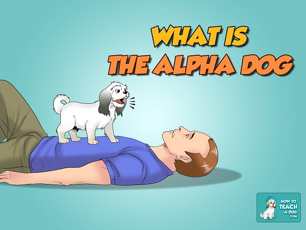 What is the Alpha Dog