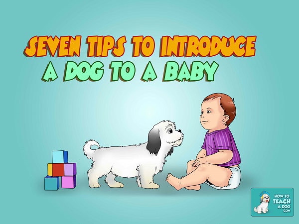 Seven Tips for Introducing a Dog to a Baby