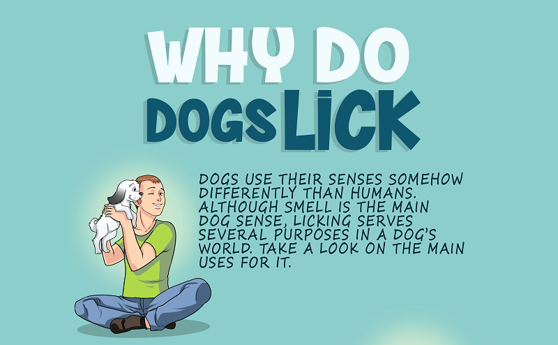 Why Do Dogs Lick Your Face
